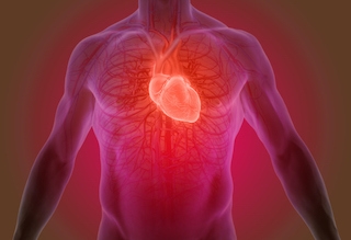 Quantitative Bestimmung Myoglobin